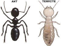 Tiny Termites
